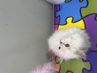 2 aylık yavrular mavi gözlü british longhair