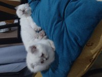 Yavru scottish fold kedilerim