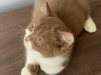 British shorthair yavrumuz