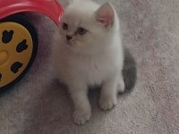 Maviş gözlü Blue point yavrularımız scottish fold
