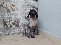 Puanter bebek köpeğimiz