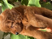 Sevimli Maltipoo Yavruları Yeni Ailelerini Bekliyor!