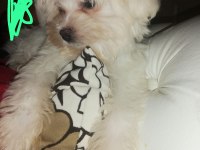 MALTESE TERRİER PAŞA