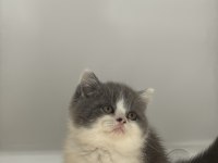 British shorthair bicolour