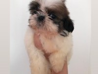 Mini boy shih tzu yavrular açık renk
