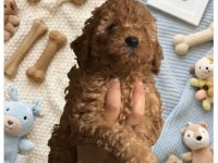 Kurabiye Tadında Harika Poodle Bebekler