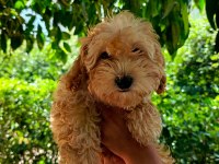 3 Aylık Dişi Ve Erkek Poodle Yavrular