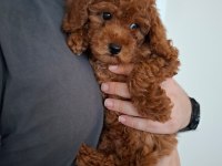 Ev Doğumlu Ailemizde Büyüyen Toy Poodle Yavrularım