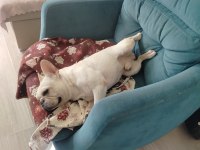 PLATİNUM FRANSIZ BULLDOG ERKEK EĞİTİMLİ