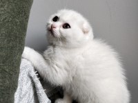20 Şubat Doğumlu Scottish Fold Yavrular