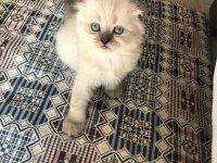 Esmer esmer scottish fold
