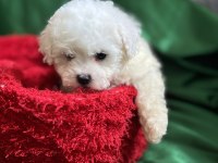 Bichon frise nadir orjinal güzellikleri var