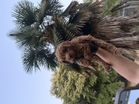 Maltipoo Güzelliği