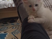 Orjinal van kedisi yavruları