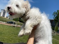Maltipoo 6 aylık dişi
