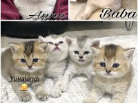 2 Aylık British Shorthair Yavrularımız
