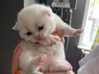 Minik british shorthair bebeklerim için yuva arıyorum
