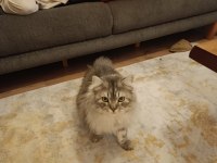 3 adet chinchilla yavrumuz yeni yuvalarını arıyorlar