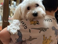 Maltipoo köpeğimiz Kuki
