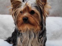 Mini yorki yavrular