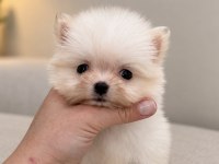 MİCRO MİNİ BOY ÜST DÜZEY BİBLO POMERANİAN BOO