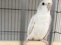 Albino Sultan Papağanımız