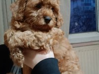 A KALİTE MALTİPOO KÖPEKLER