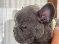 FRENCH BULLDOG BLUE ERKEK ANKARA İÇİ