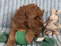 Eşsiz Güzellikte Toy Poodle Yavrumuz