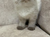 Show kalite çikolata point minik ayı kedimiz