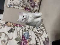British Longhair Erkek Yavru