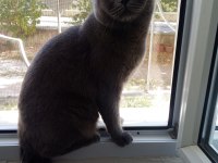 Rengi gibi duman british shorthair