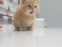 Munchkin Bebek Kediler