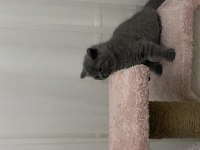 55 günlük british shorthair