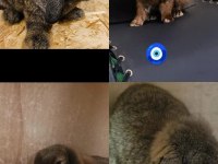 Mini lop takım tavşan
