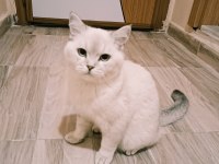 Safkan british shorthair bluepoint 6 aylık erkek