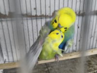 Mükemmel Muhabbet Kuşu Eşler
