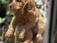 Cocker bebekler