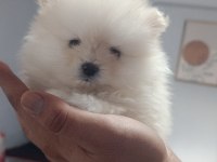 Pomeranian en tatlı yavrucuklar
