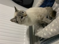 British longhair oyuncu