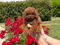 Toy Poodle Bebekler