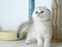 Scottish Fold Top Kafa Silver Yavrumuz