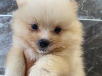 Orjinal Minyatür pomeranian