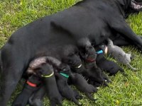 Hırslı Cane Corso Yavrular