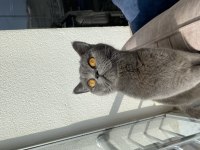 British shorthair kedisi