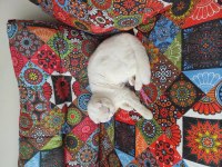 Kısır olmayan on aylık dişi scottish fold