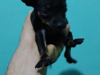 50 günlük aşılı 2 dişi köpeğimiz
