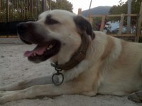 Açık Kahve Renkli Kırma Kangal