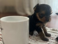 Yorki bebek köpekler