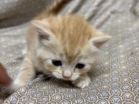 British longhair 2,5 aylık